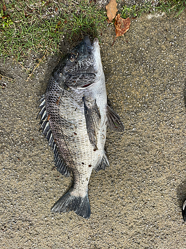 クロダイの釣果