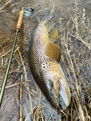 ブラウントラウトの釣果