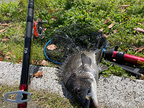 クロダイの釣果