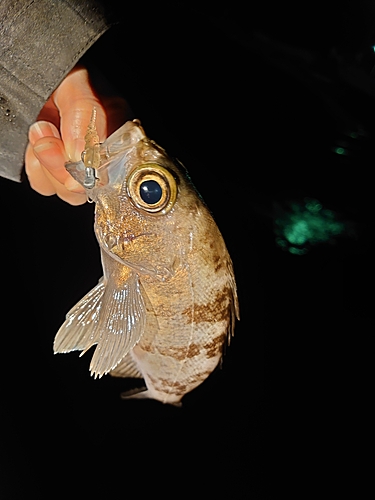 メバルの釣果