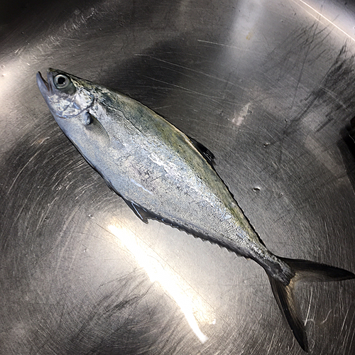 ミナミイケカツオの釣果