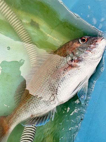 タイの釣果