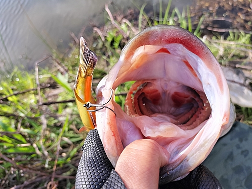 ブラックバスの釣果