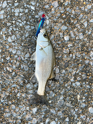 セイゴ（ヒラスズキ）の釣果