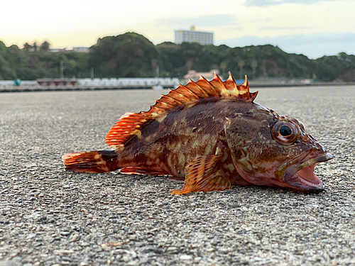 カサゴの釣果