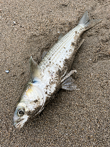 ボラの釣果