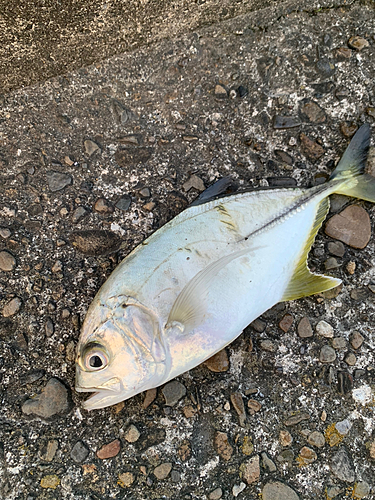 メッキの釣果