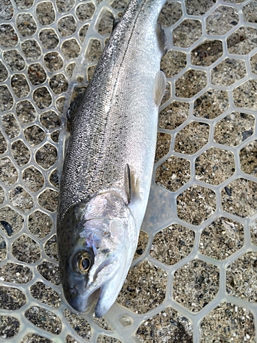 ニジマスの釣果