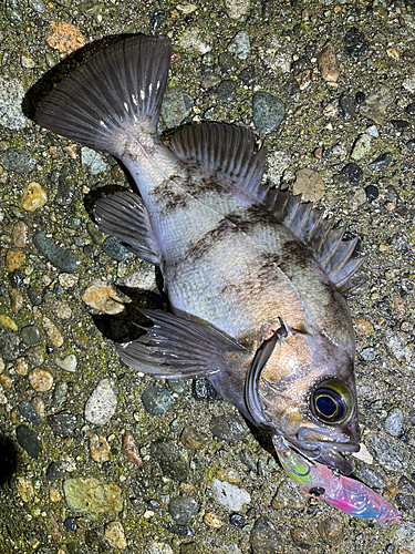 メバルの釣果