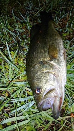 ラージマウスバスの釣果