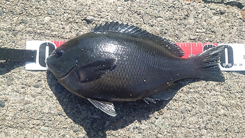 クチブトグレの釣果