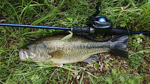 ラージマウスバスの釣果