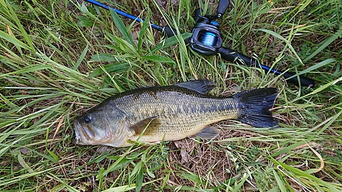 ラージマウスバスの釣果