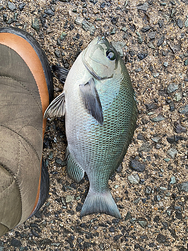 クロの釣果