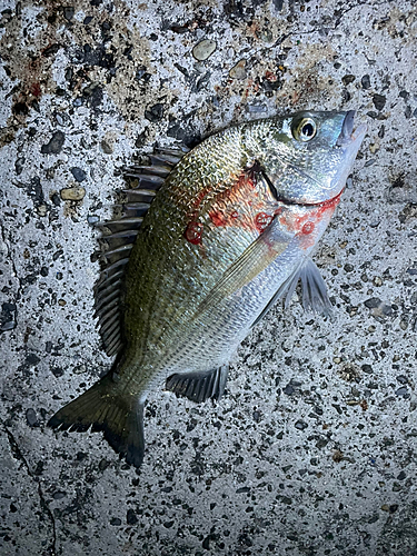 ナンヨウチヌの釣果