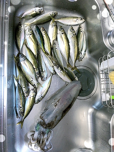 アジの釣果