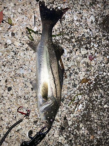 シーバスの釣果