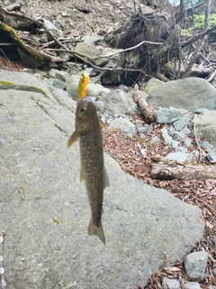 イワナの釣果