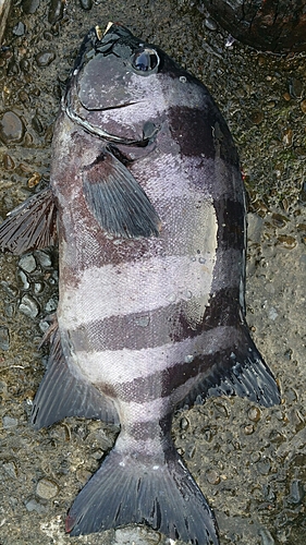 イシダイの釣果