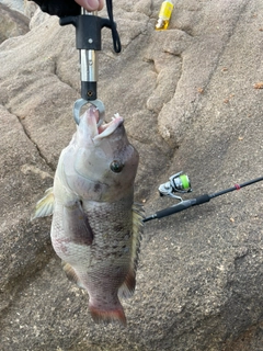 コブダイの釣果