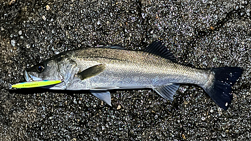 フッコ（マルスズキ）の釣果