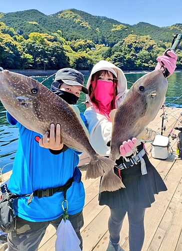 ウスバハギの釣果