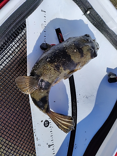 グレの釣果