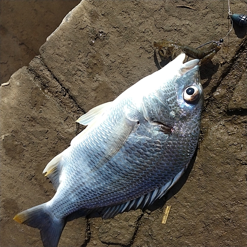 キチヌの釣果