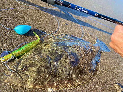 ヒラメの釣果