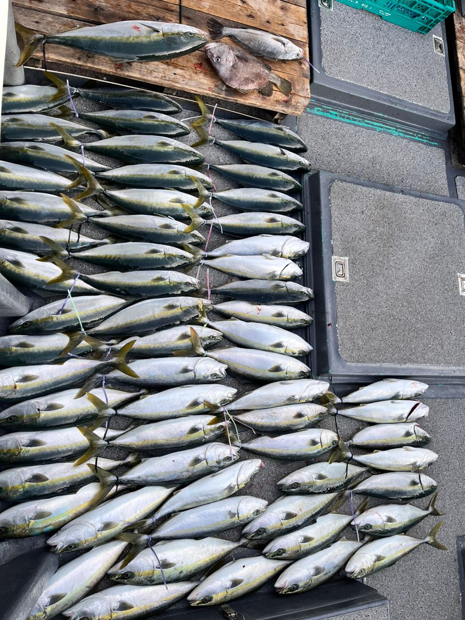 潮コージさんの釣果 2枚目の画像