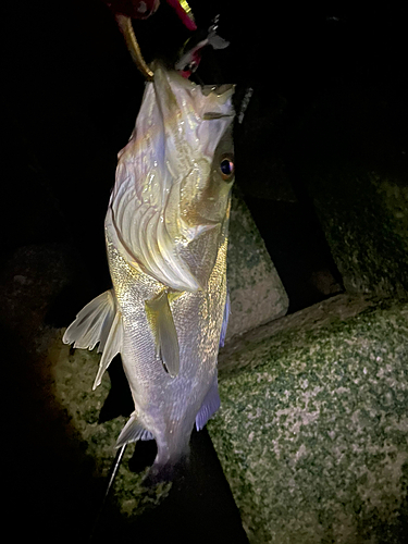 スズキの釣果