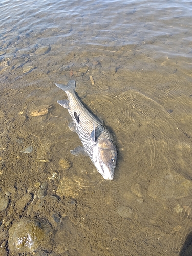 ニゴイの釣果