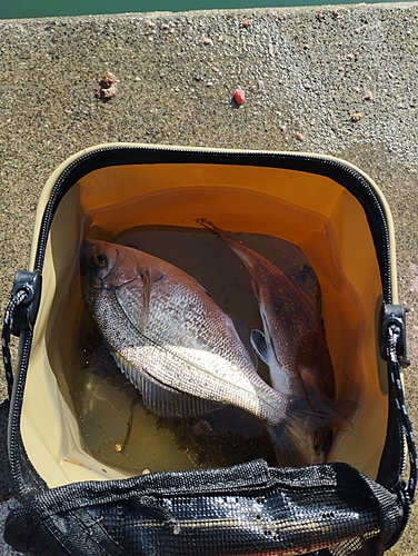 ウミタナゴの釣果