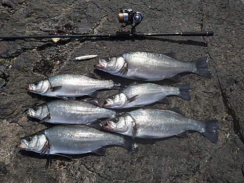 ヒラスズキの釣果