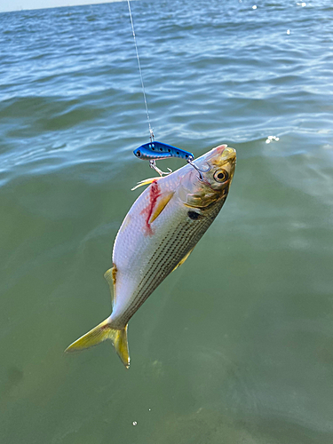 コノシロの釣果