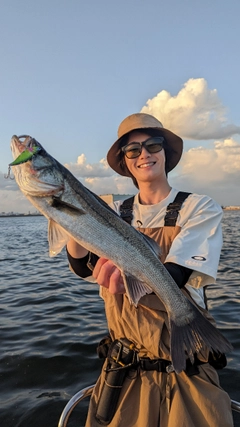 シーバスの釣果