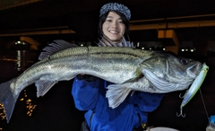 シーバスの釣果