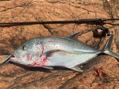 オニヒラアジの釣果