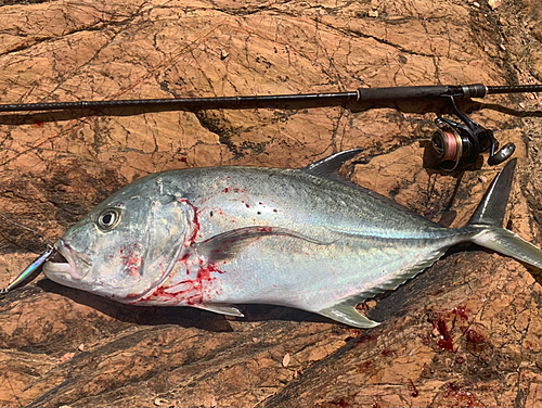 オニヒラアジの釣果