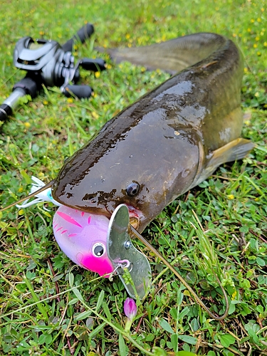 ナマズの釣果