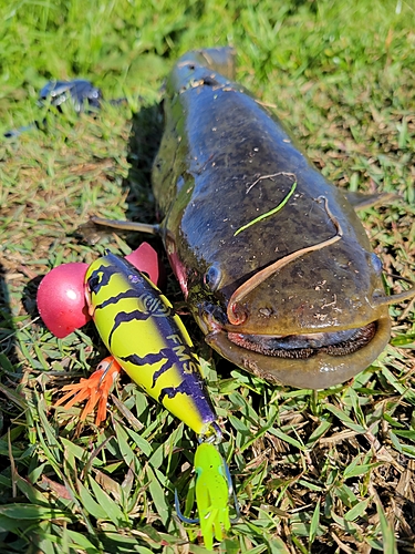 ナマズの釣果