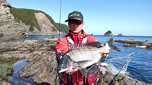 グレの釣果