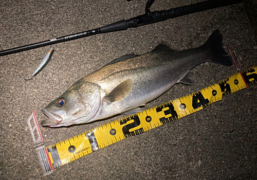 シーバスの釣果