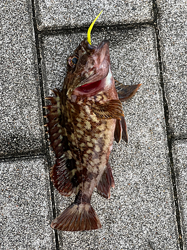 ガシラの釣果