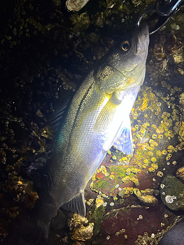 シーバスの釣果