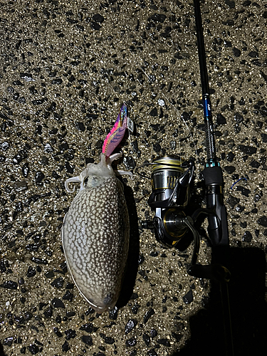 コウイカの釣果