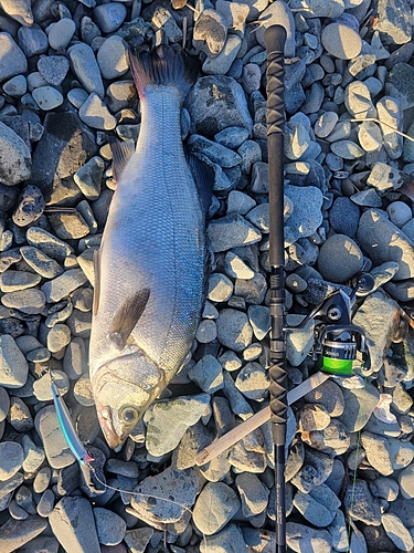 ヒラスズキの釣果