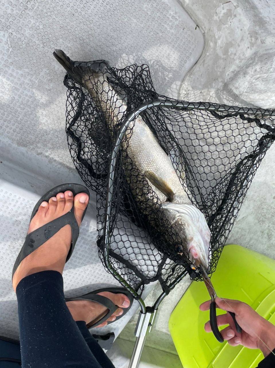 アングラー九州さんの釣果 2枚目の画像