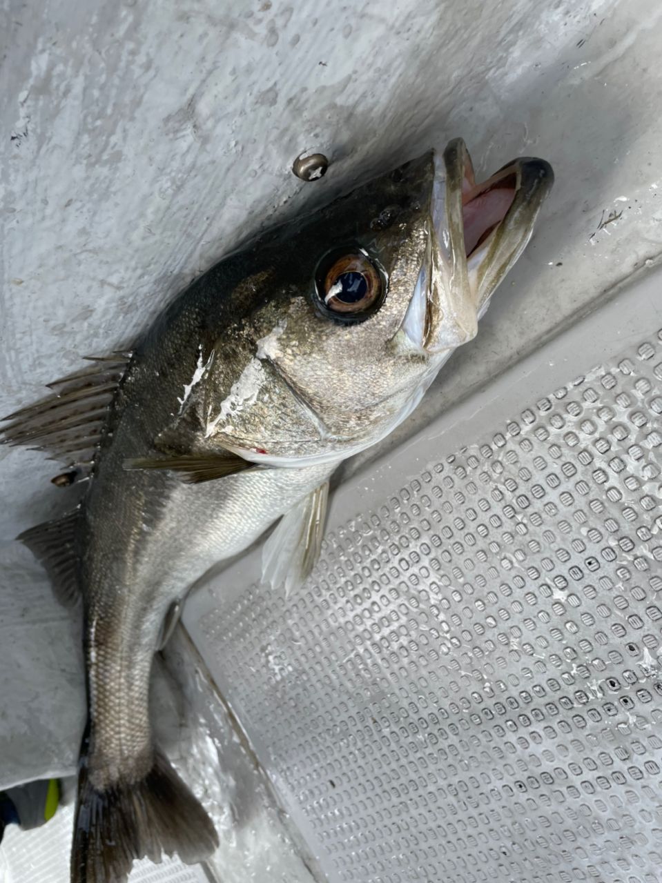 アングラー九州さんの釣果 3枚目の画像