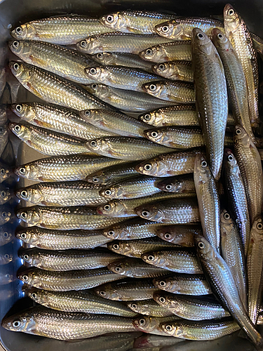 ホンモロコの釣果